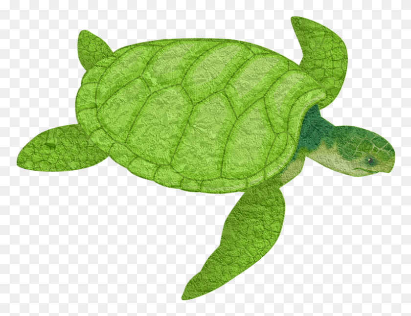788x593 Turtle Animal Sea Animal Sea Turtle Clip Art, Reptile, Sea Life, Tortoise HD PNG Download