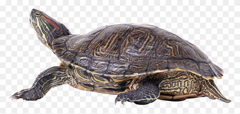 1600x702 Turtle Cartoon Clip Art Image Turtle, Reptile, Sea Life, Animal HD PNG Download