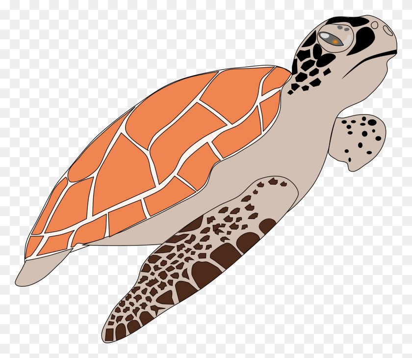 1968x1690 Turtle Hawksbill Sea Turtle Cartoon, Reptile, Animal, Sea Life HD PNG Download