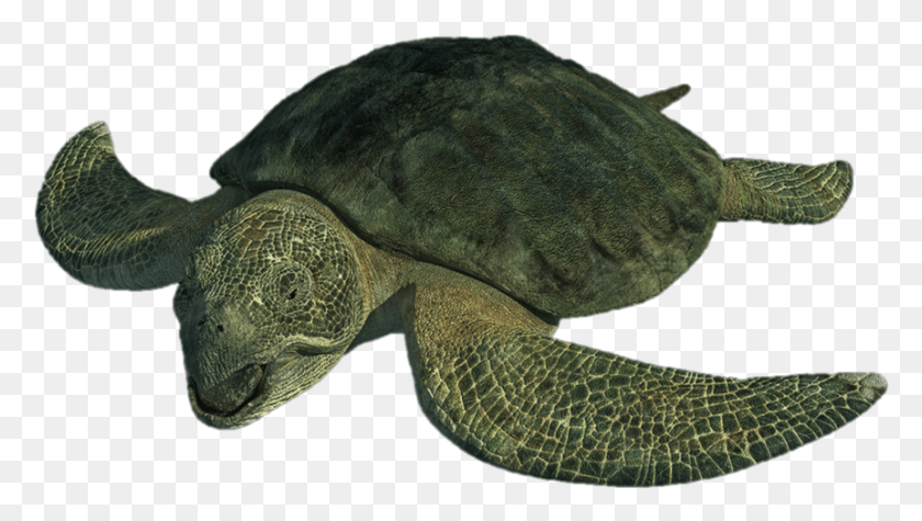 862x459 Turtle Image Sea Monsters A Prehistoric Adventure Sea Turtles, Reptile, Sea Life, Animal HD PNG Download