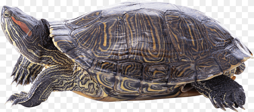 2405x1059 Turtle Images Download Painted Turtle Transparent Background Sticker PNG