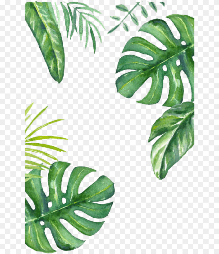 654x978 Turtle Leaf Painted Wallpaper Hand Bamboo Banana Clipart Leaves Jungle Drawing, Plant, Vegetation, Flower, Tree Transparent PNG