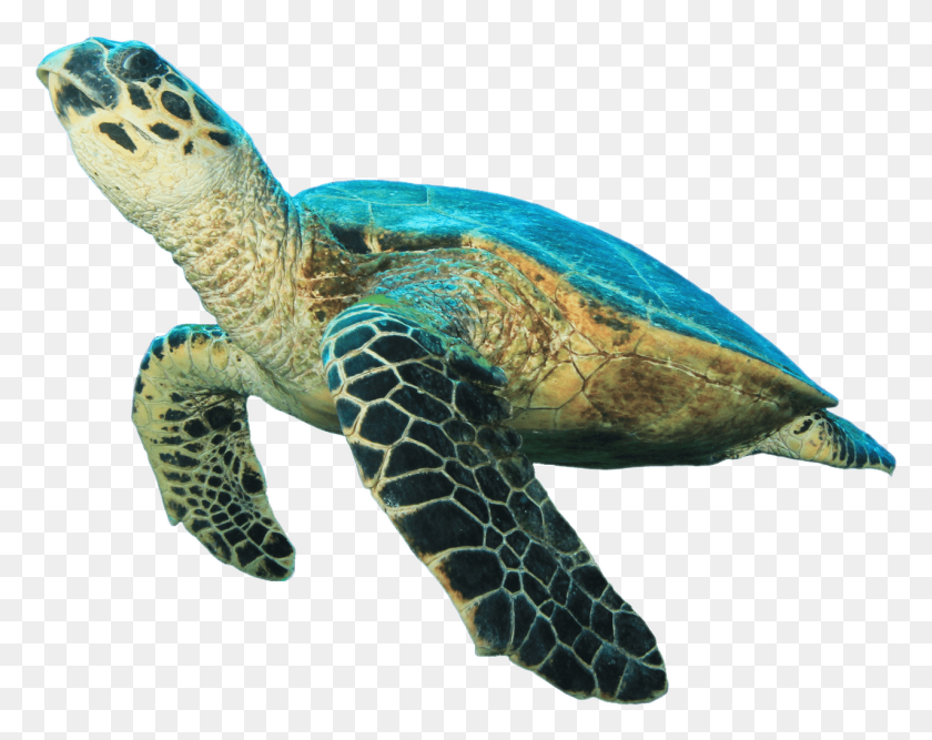 1276x994 Черепаха Смотрит Вверх Зеленая Морская Черепаха На Белом Фоне, Рептилия, Морская Жизнь, Животное Png Скачать