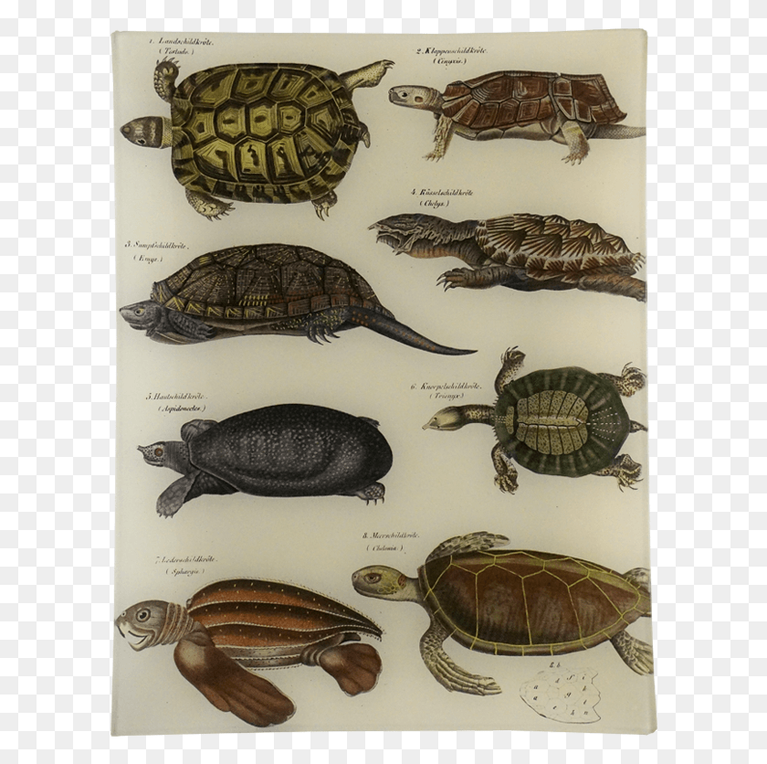 600x776 Turtle Prints Antiques, Reptile, Sea Life, Animal HD PNG Download