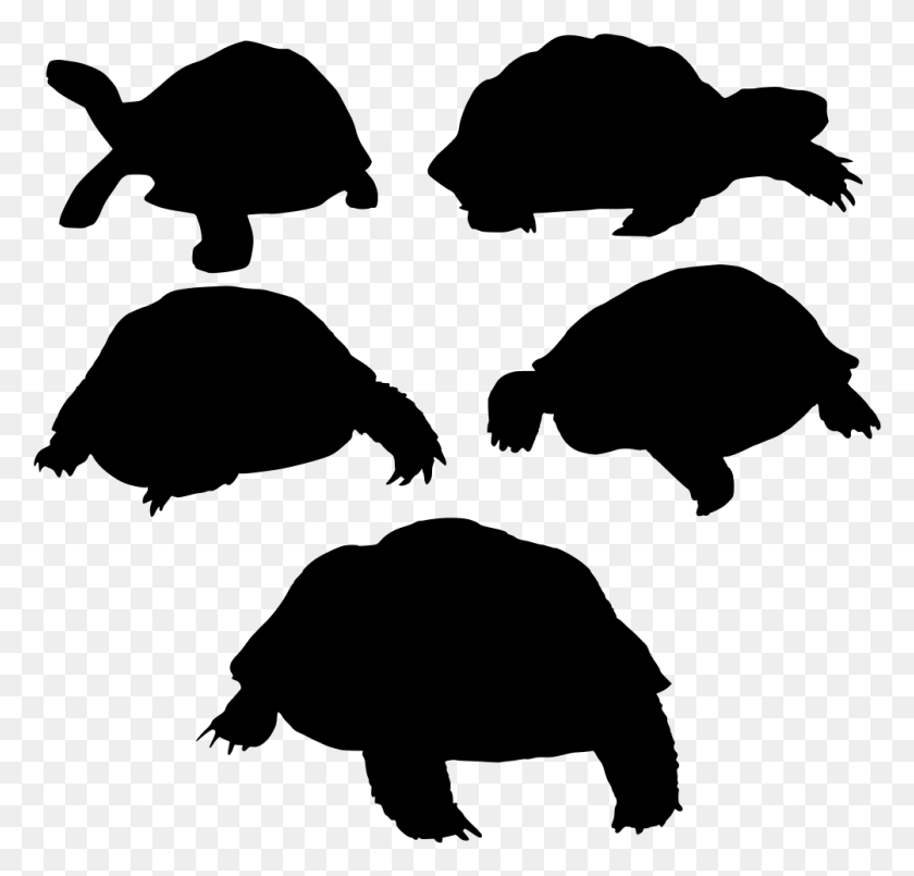 1003x958 Turtle Schildkrten Arten, Grey, World Of Warcraft Hd Png