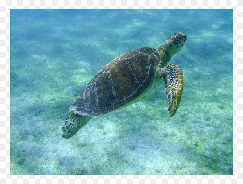 769x577 Turtle Snorkel Tour Cancun Akumal 5 Hawksbill Sea Turtle, Reptile, Sea Life, Animal HD PNG Download