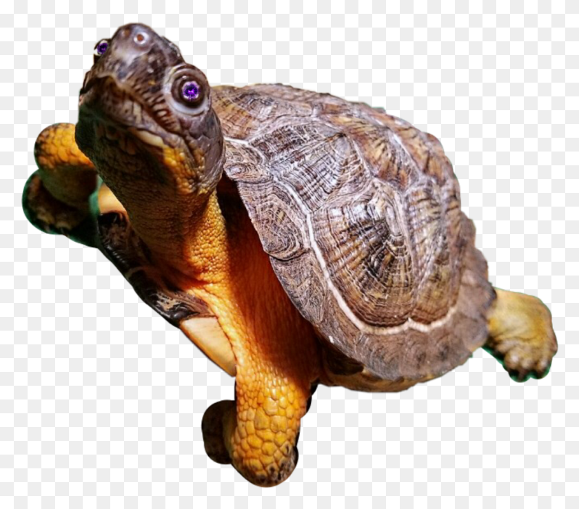 969x844 Turtle Sticker Desert Tortoise, Reptile, Sea Life, Animal HD PNG Download