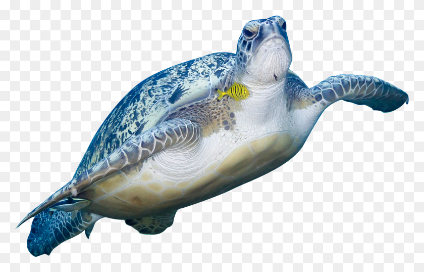1351x828 Turtle Swimming Kemp39s Ridley Sea Turtle, Reptile, Sea Life, Animal HD PNG Download