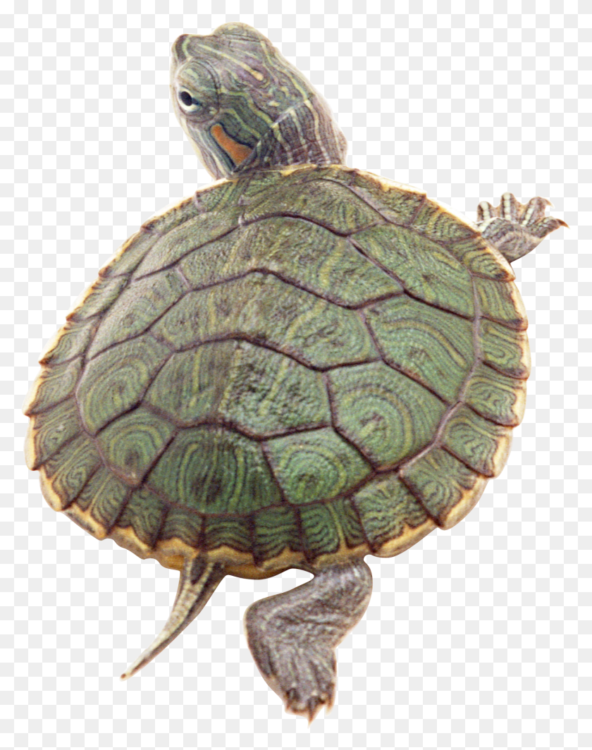 1430x1841 Turtle Transparent Images Transparent Pond Animals, Reptile, Sea Life, Animal HD PNG Download