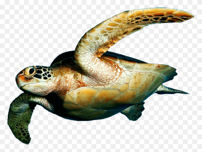 1082x796 Черепаха На Прозрачном Фоне, Черепаха, Рептилия, Морская Жизнь, Животное Png Скачать