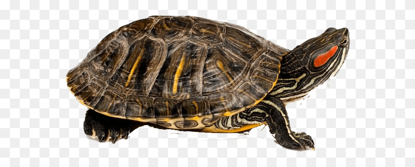 578x279 Turtle With White Background, Reptile, Sea Life, Animal HD PNG Download