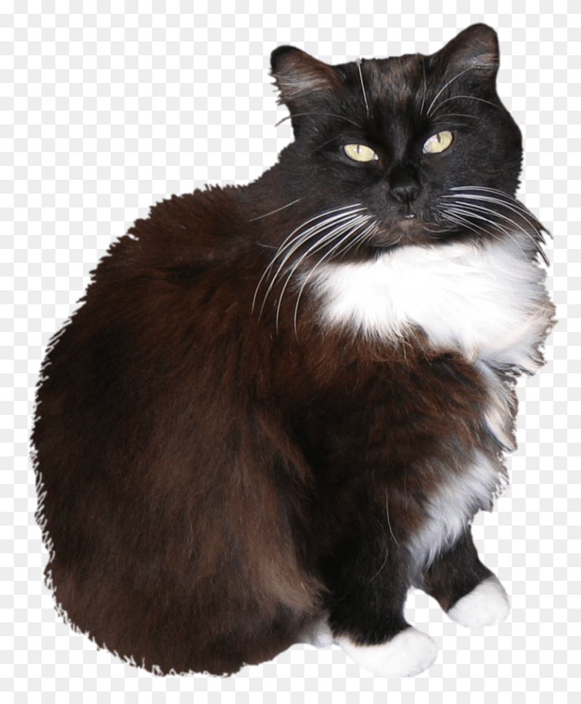 812x998 Tuxedo Cat Clipart Toxedo Cat Stock, Pet, Mammal, Animal HD PNG Download