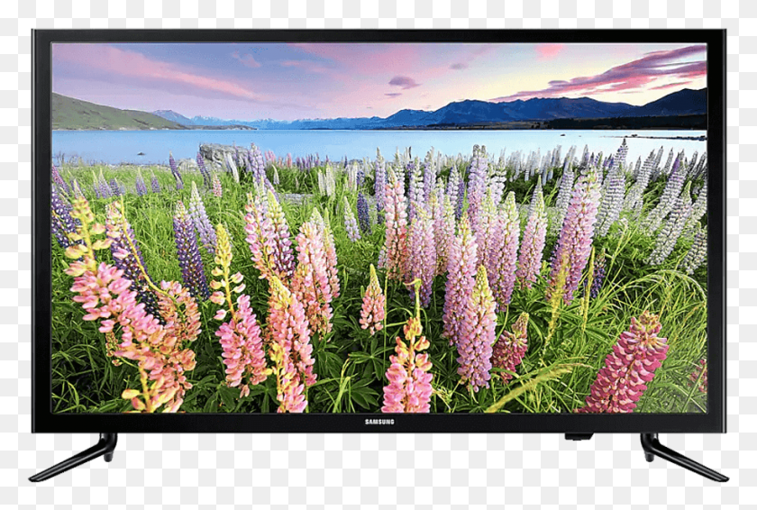 914x594 Tv Samsung, Plant, Lupin, Flower HD PNG Download