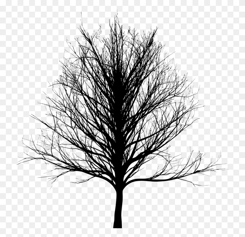 729x750 Twig Drawing Oak Skinny Tree Silhouette, Gray, World Of Warcraft HD PNG Download
