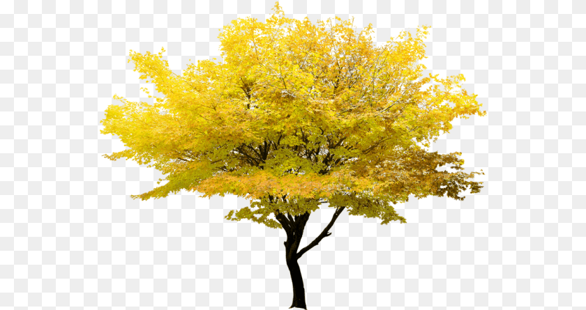 Twig Tree Maple Yellow Clipart Hd U2013 Transparent Background Maple Tree, Leaf, Plant PNG