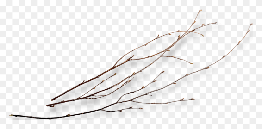 1104x505 Twig Twigs, Bow, Text HD PNG Download