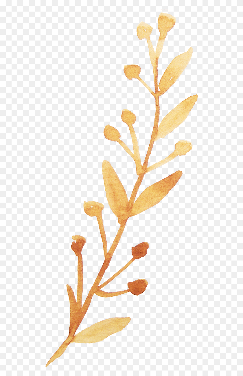 529x1239 Twig Vector Watercolor, Plant, Flower, Blossom HD PNG Download