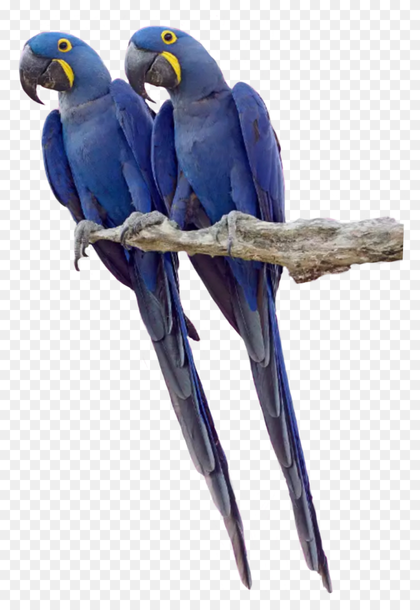 993x1477 Descargar Pnggemelos Gemelos Loros Loros Tropicalbird Tropical Macaw, Bird, Animal Hd Png