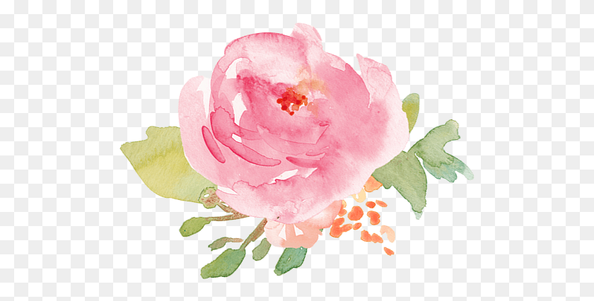503x366 Twist Me Pretty Roses Pink Watercolor, Rose, Flower, Plant HD PNG Download
