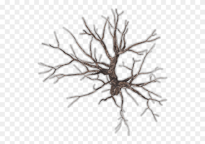 538x532 Twisted Dead Tree3 06 Feb 2009 Winter Trees Top View, Nature, Spider, Invertebrate HD PNG Download