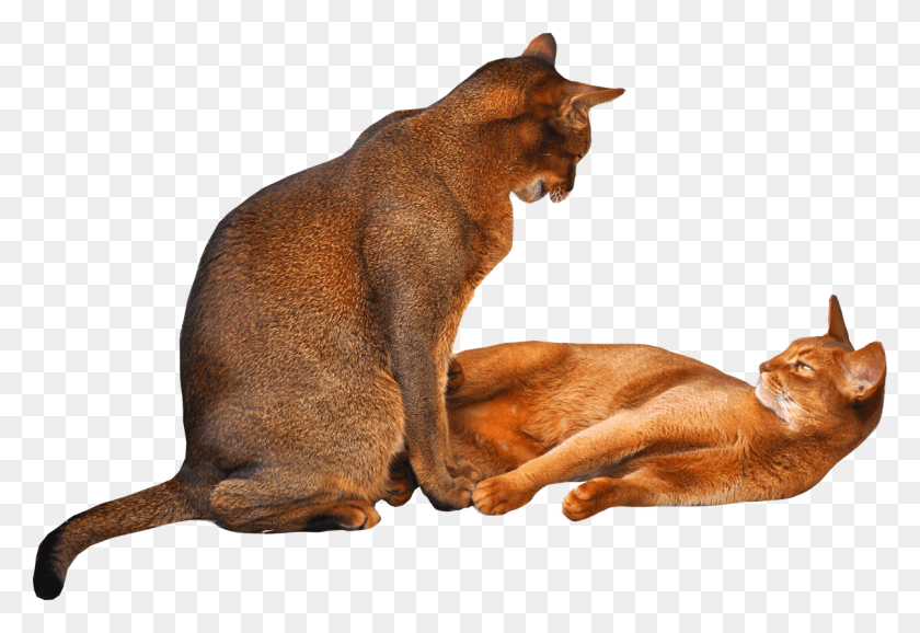 1204x800 Two Cats Glaring At Each Other 2 Cats Transparent Background, Abyssinian, Cat, Pet HD PNG Download
