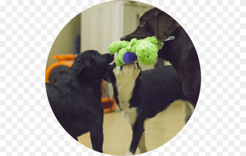 Two Dogs Sharing A Toy Dog, Animal, Canine, Mammal, Pet PNG