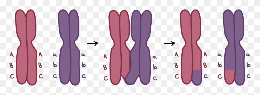 2510x798 Two Homologous Chromosomes Carry Different Versions Crossing Over Not Labeled, Cutlery, Fork HD PNG Download