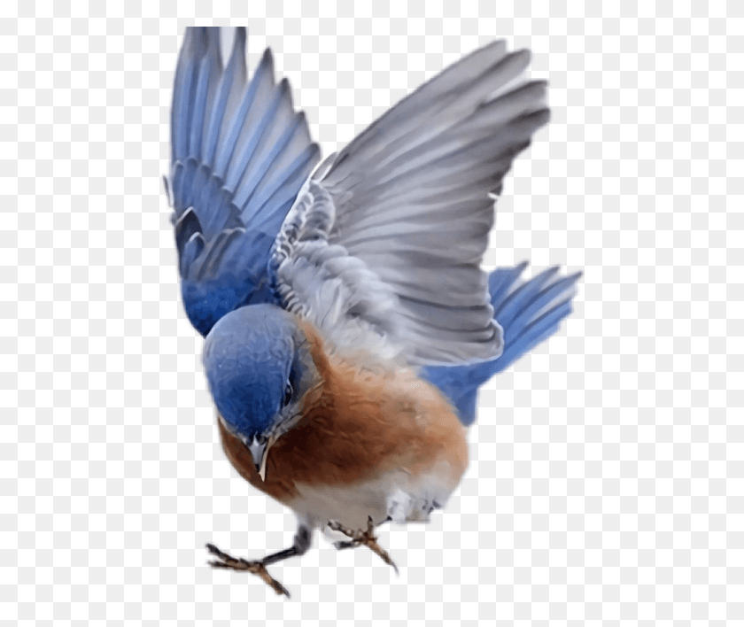 480x648 Png Две Голубые Птицы Летают, Птица Png Скачать
