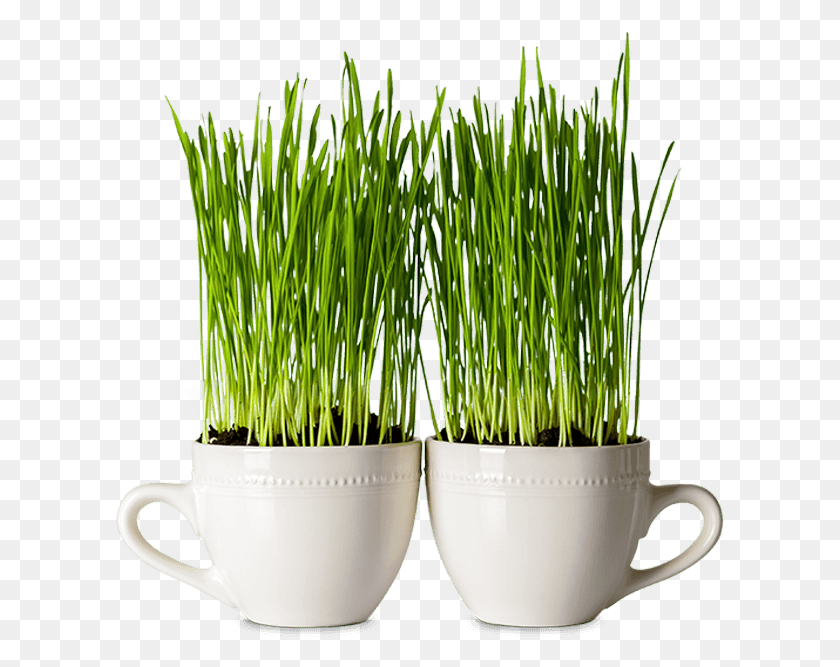 609x607 Two Mugs In Which Seeds Are Growing Germinating Wheatgrass, Plant, Potted Plant, Vase HD PNG Download