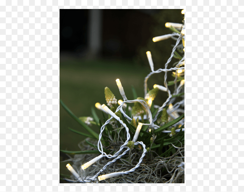 431x601 Two Needle Pinyon Pine, Plant, Sprout, Moss HD PNG Download