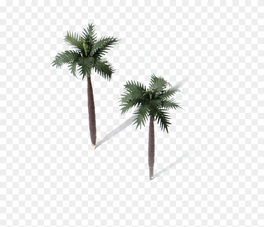 527x664 Две Пальмы Borassus Flabellifer, Пальма, Дерево, Растение Hd Png Скачать