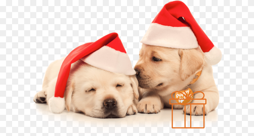 631x450 Two Puppies In Christmas Hats Dog With Christmas Puppies, Animal, Canine, Mammal, Pet Transparent PNG