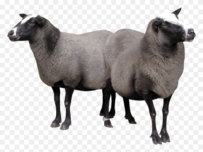 3008x2204 Two Sheeps Image HD PNG Download