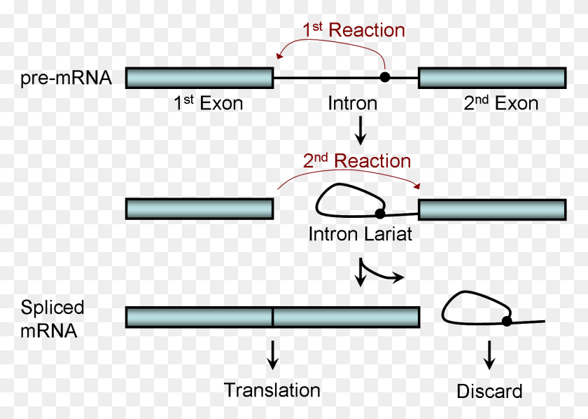 1399x965 Two Step Splicing Reaction Splicing Process, Text, Plot, Symbol HD PNG Download