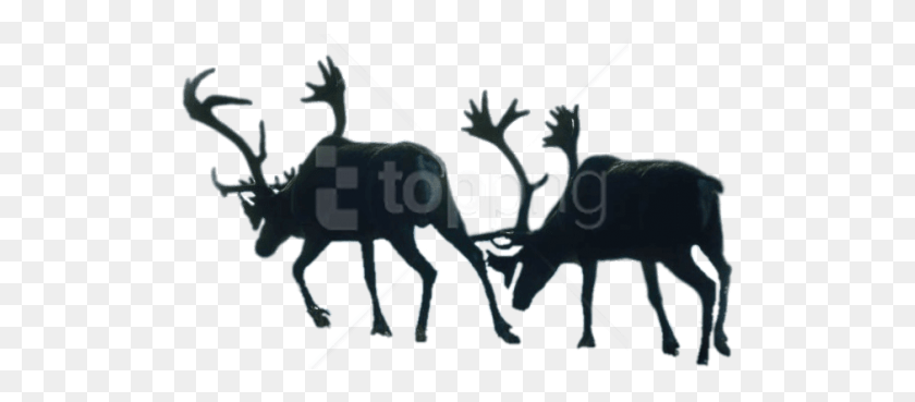 509x309 Two Walking Reindeer Images Background Caribou Extinction, Animal, Mammal, Horse HD PNG Download