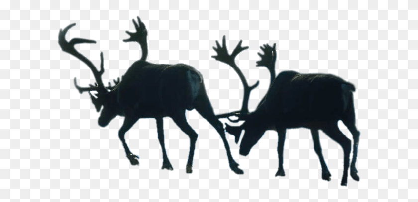 612x347 Two Walking Reindeer Silhouette, Animal, Mammal, Antelope HD PNG Download