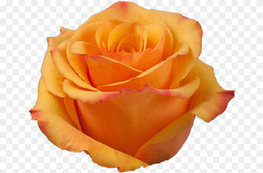 Tycoon Deep Orange Rose Garden Roses, Flower, Plant, Petal Sticker PNG