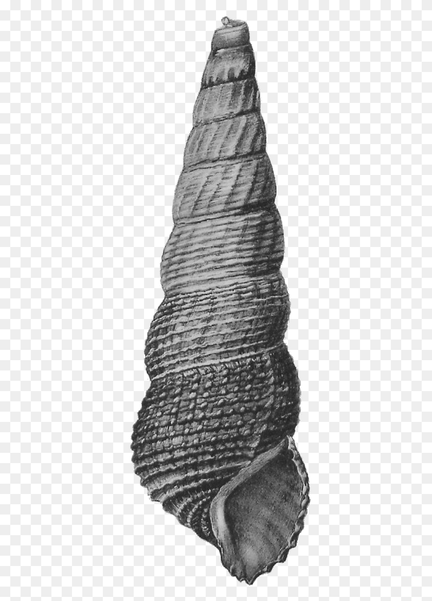 371x1108 Tylomelania Mahalonensis Shell 2 Monochrome, Rock, Coil, Spiral HD PNG Download