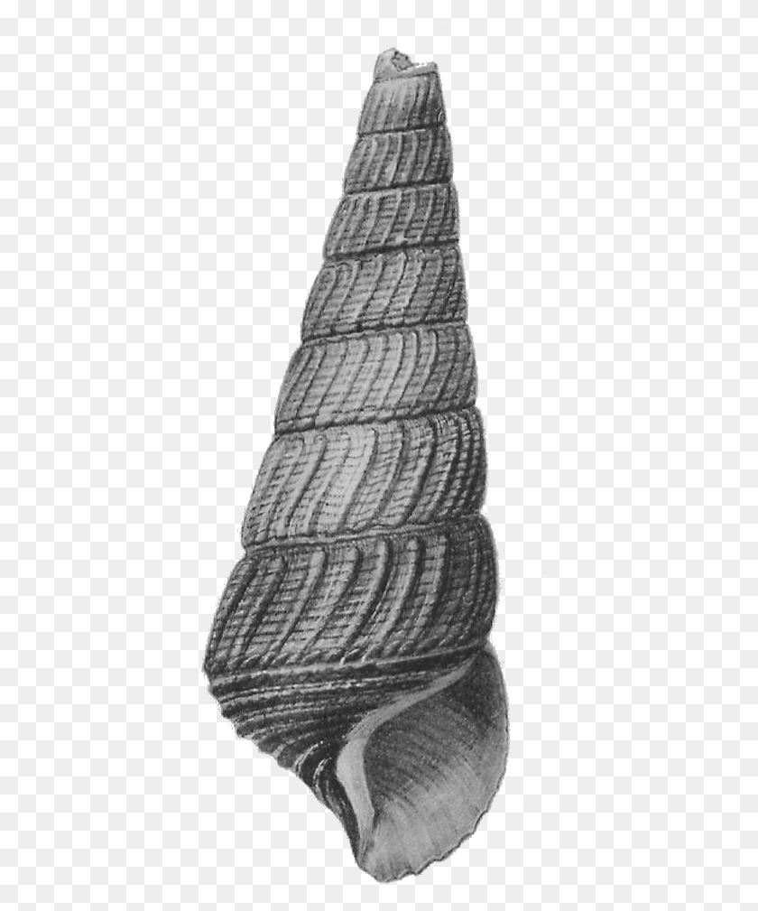 398x949 Tylomelania Mahalonensis Shell Sketch, Scarf, Clothing, Apparel HD PNG Download