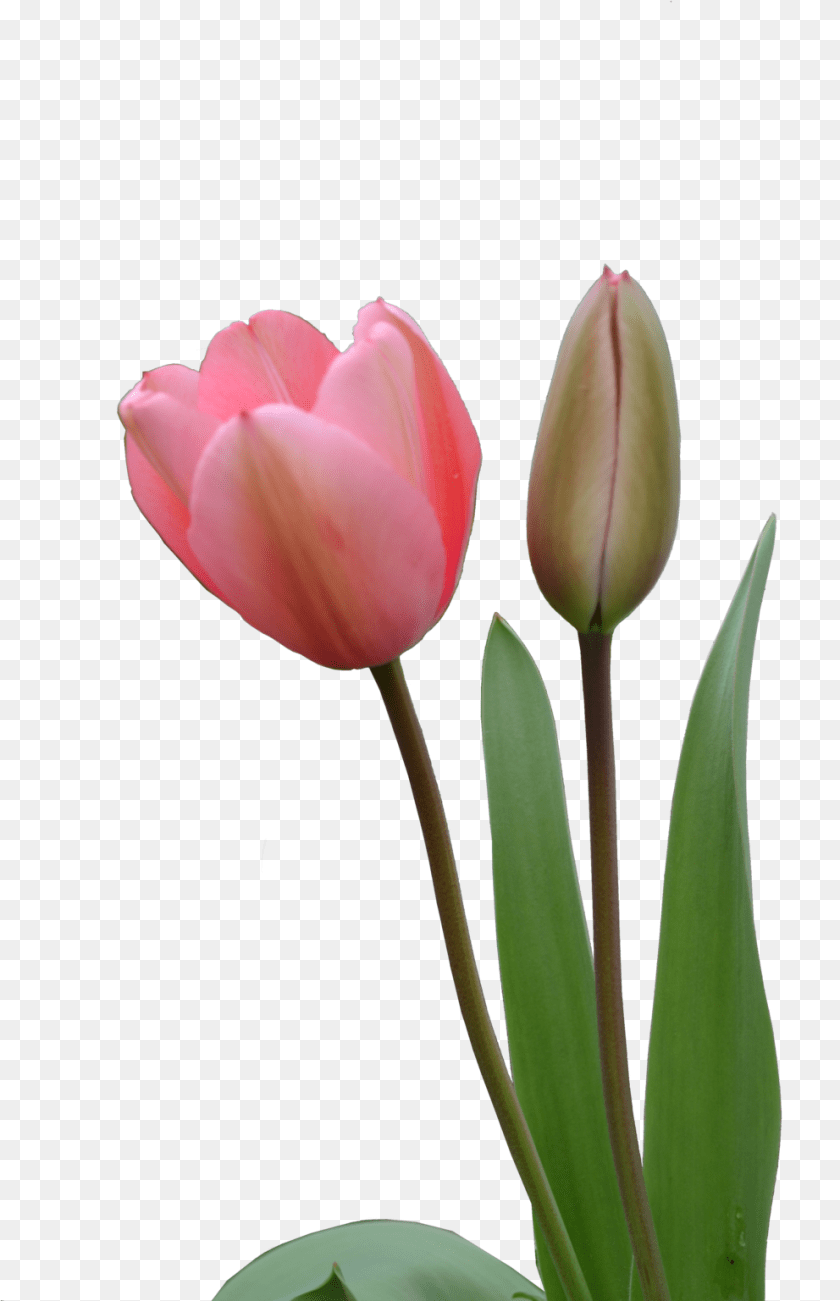 992x1537 Type Big Tulip, Flower, Plant, Rose, Petal Clipart PNG