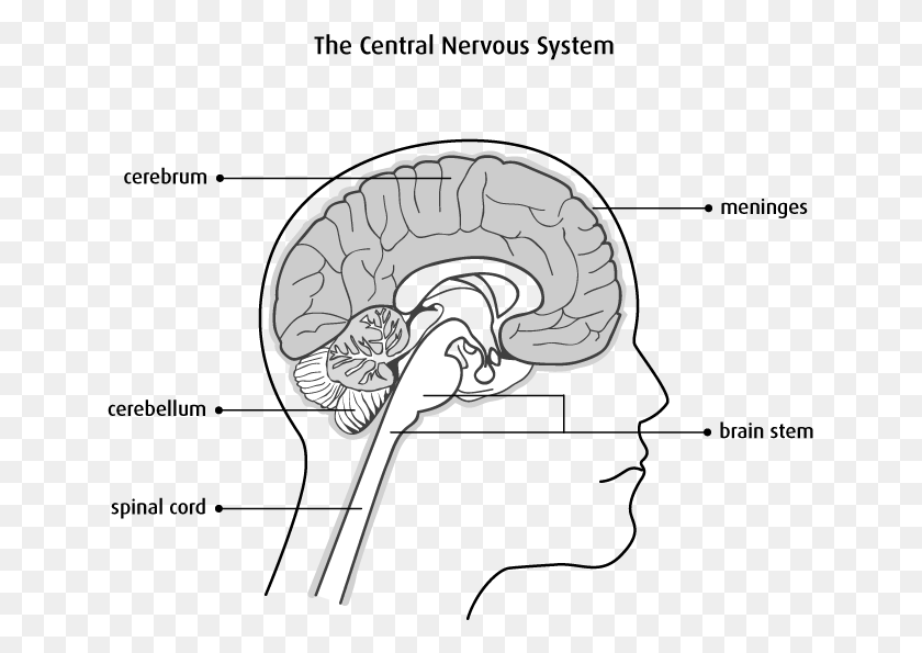 644x535 Tipos De Tumores Cerebrales Y De La Médula Espinal Cerebro Con La Médula Espinal Cerebro Tallo Cerebral, Serpiente, Reptil, Animal Hd Png