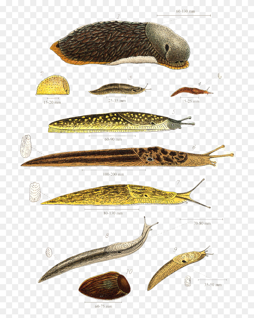 719x992 Types Of Slugs In Hawaii, Fish, Animal, Amphibian HD PNG Download