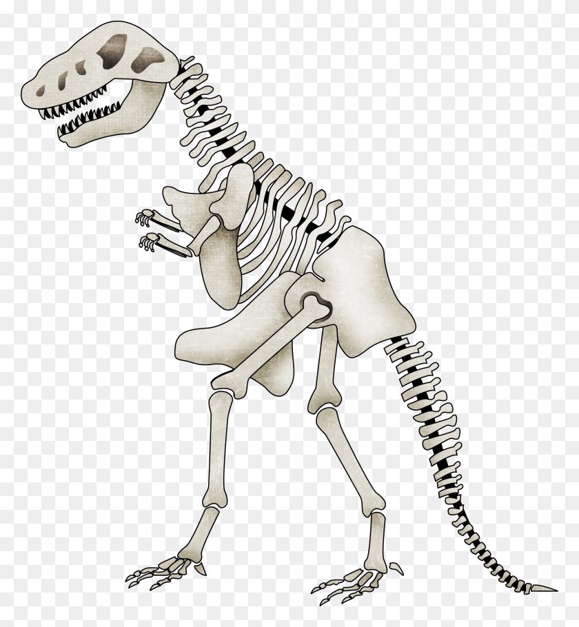 2206x2404 Tyrannosaurus Spinosaurus Dinosaur Clip Art Cartoon Imgenes De Huesos De Dinosaurios, Animal, Skeleton HD PNG Download