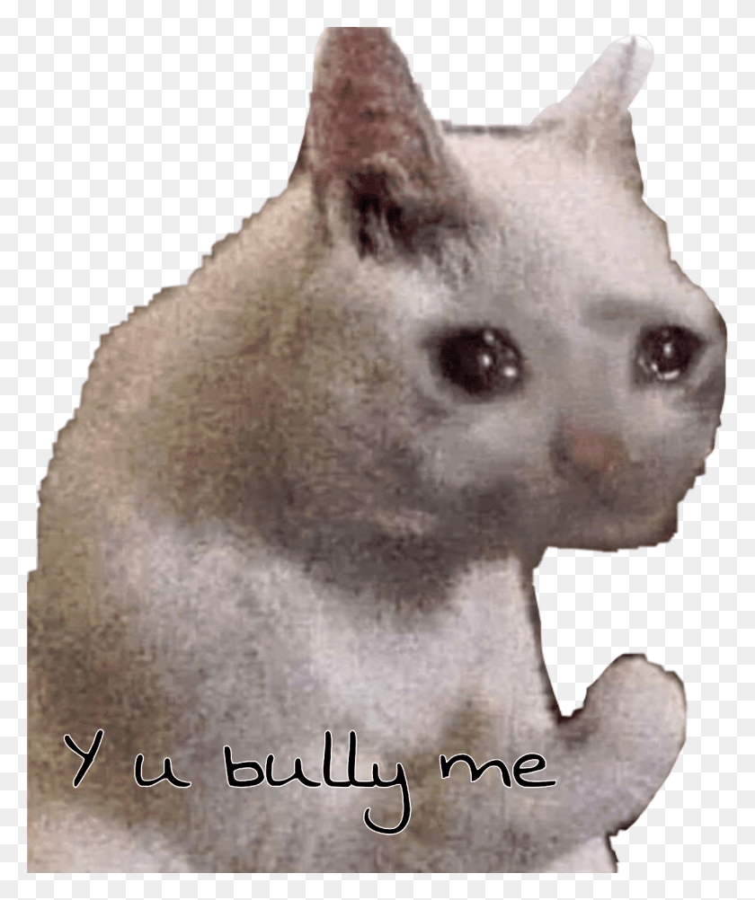 1242x1501 U Bully Cat Грустный Мем Freetoedit Грустный Кот Мем, Млекопитающее, Животное, Дикая Природа Hd Png Скачать