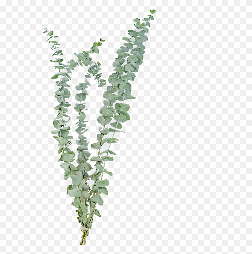 553x787 Ugari Promocional Hojas De Eucalipto Yunnan Flor Seca Eucalipto Seco, Planta, Flor, Acanthaceae Hd Png