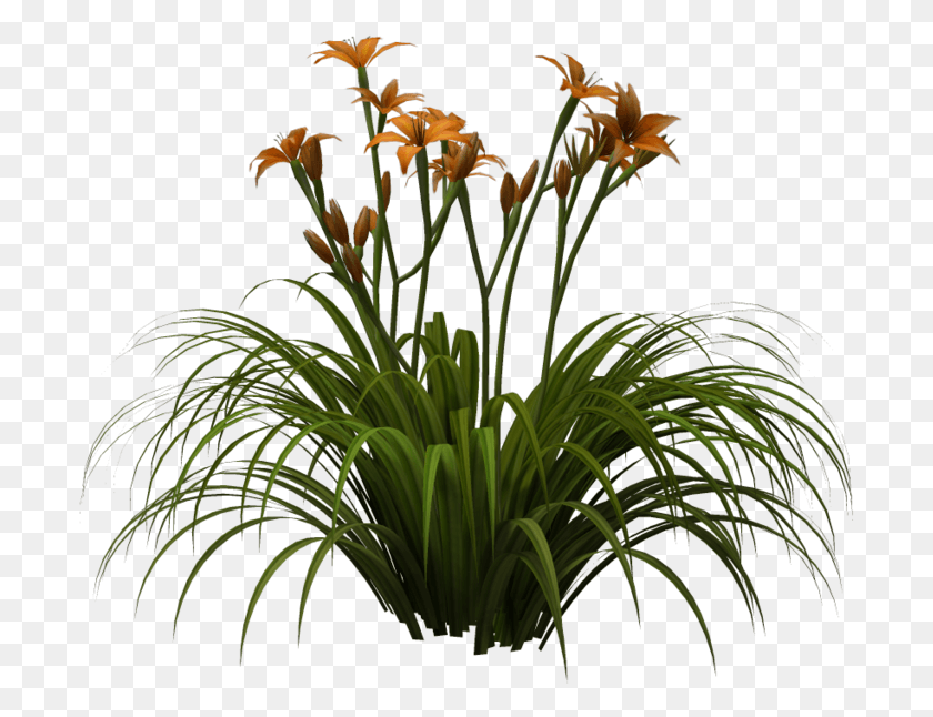 699x586 Ultra Format Mood, Plant, Flower, Blossom Descargar Hd Png