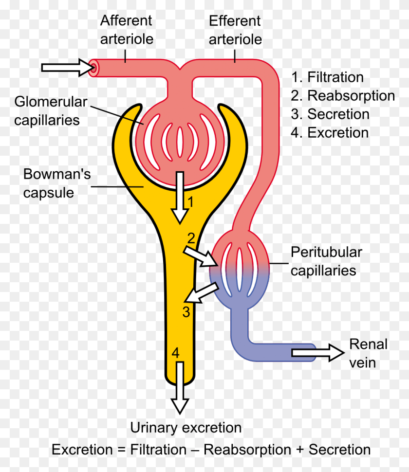 1046x1221 Ultrafiltration Filtration Kidney, Diagram, Plot, Hip Descargar Hd Png