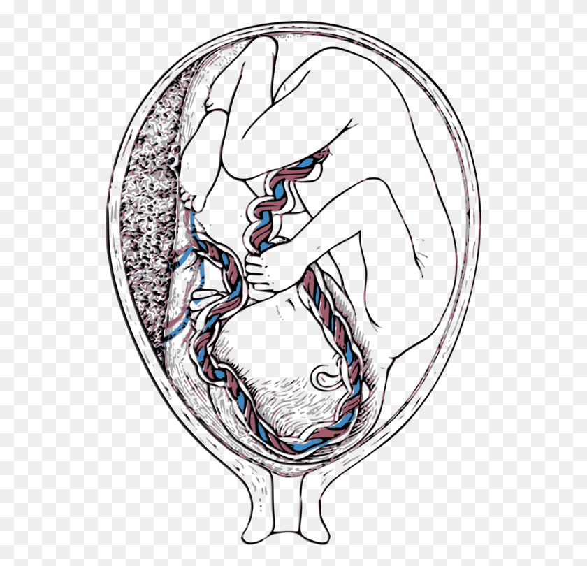 538x750 Umbilical Cord Blood Vein Triple Vessel Umbilical Cord, Dragon, Text, Dish HD PNG Download