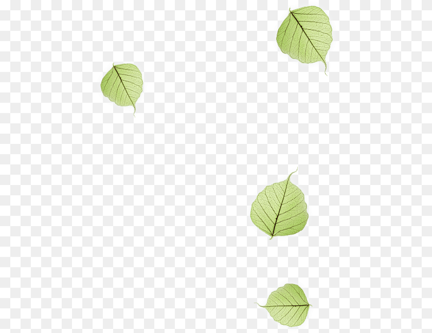 Umbrella, Leaf, Plant, Art Clipart PNG