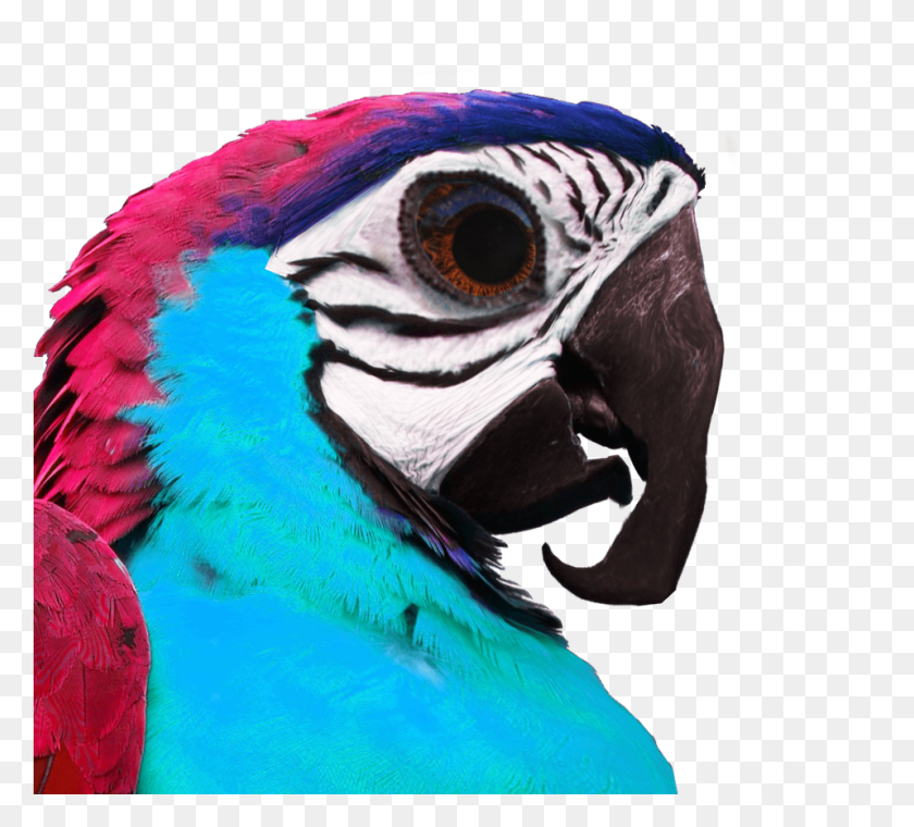 957x860 Umphsothegreater Birb Profile Macaw, Parrot, Bird, Animal HD PNG Download